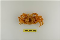 藏品(拉氏清溪蟹)的圖片